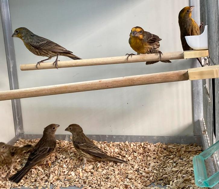 Mexicaanse roodmussen, Dieren en Toebehoren, Vogels | Overige Vogels, Meerdere dieren