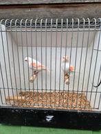 Rood mozaiek, Dieren en Toebehoren, Meerdere dieren, Kleurkanarie