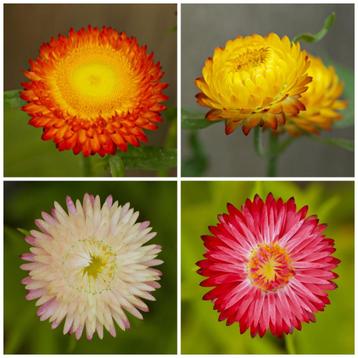 Zaden strobloem dubbelbloemig mix (Helichrysum bracteatum) beschikbaar voor biedingen