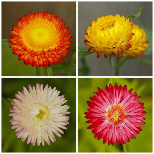 Zaden strobloem dubbelbloemig mix (Helichrysum bracteatum), Tuin en Terras, Bloembollen en Zaden, Zaad, Voorjaar, Volle zon, Ophalen of Verzenden