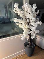 Bloesem Boom wit 1,90 inc vaas, Ophalen, Zo goed als nieuw