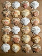 24 Sint Jacobs Schelpen., Ophalen of Verzenden, Schelp(en)