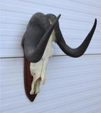 Schedel WITSTAART GNU / WILDEBEEST op schild (# A), Ophalen of Verzenden, Gebruikt, Wild dier, Schedel
