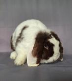 (Fok) koppel Nhd x minilop - choco vienna bont, Meerdere dieren, Dwerg, Hangoor, 0 tot 2 jaar