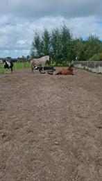 24/7 buitenplek hollandsche rading voor sociale merrie, Dieren en Toebehoren