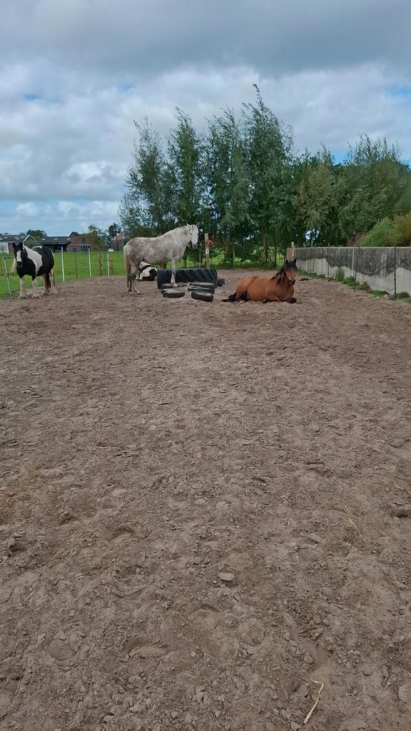 24/7 buitenplek hollandsche rading voor sociale merrie, Dieren en Toebehoren, Stalling en Weidegang