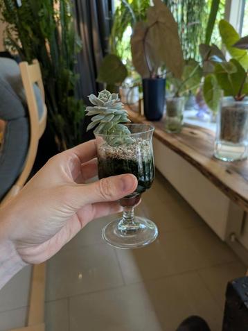 Echeveria Imbricata Blue in Glas - Succulent beschikbaar voor biedingen