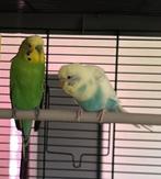 Span grasparkieten met ruime kooi, Meerdere dieren, Parkiet, Geringd