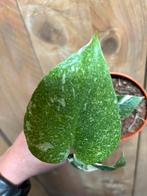 Monstera thai constellation mint cream variegata plant, Ophalen of Verzenden, Halfschaduw, Minder dan 100 cm