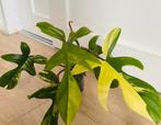 Philodendron Florida beauty, Huis en Inrichting, Ophalen of Verzenden, Overige soorten, Minder dan 100 cm
