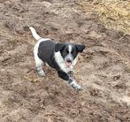 Vrolijke kruising Friese Stabij  Kooiker puppy's, Overige rassen, CDV (hondenziekte), 8 tot 15 weken, Meerdere