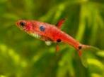 Boraras maculatus - Dwergrasbora - Koidream Valburg, Vis, Zoetwatervis