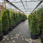 Taxus Baccata - Venijnboom in pot, Ophalen, Conifeer, Haag, 100 tot 250 cm