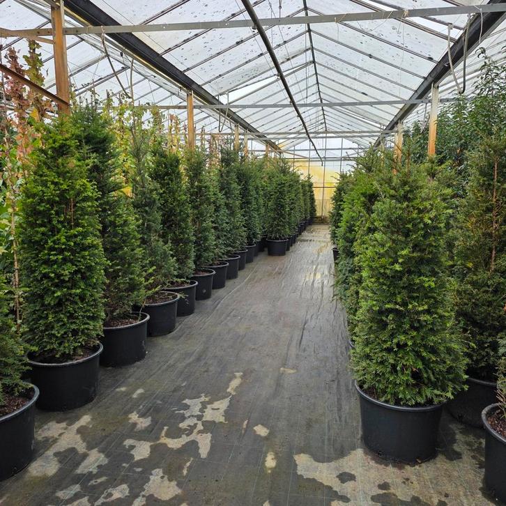 Taxus Baccata - Venijnboom in pot, Tuin en Terras, Planten | Struiken en Hagen, Haag, Conifeer, 100 tot 250 cm, Ophalen