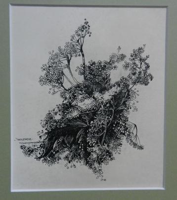 O. inkt tekening Fluitekruid Willem vd Berg 1963 (1886-1970) beschikbaar voor biedingen
