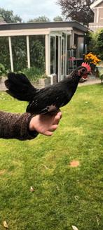 2 Handtamme serama haantjes, Dieren en Toebehoren, Mannelijk, Kip