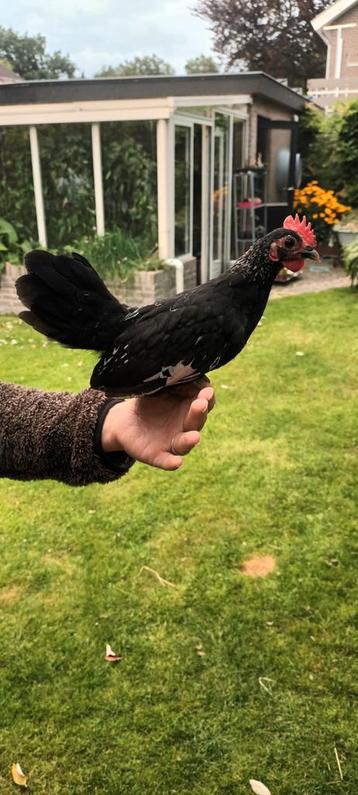 2 Handtamme serama haantjes  beschikbaar voor biedingen