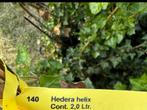 Hedera Helix, Tuin en Terras, Ophalen, Volle zon, Vaste plant, Klimplanten