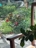 Tuinhulp gezocht, €10,00/uur, Ophalen of Verzenden