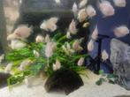 Platinum parrot cichlides, Dieren en Toebehoren, Vissen | Aquariumvissen, Vis