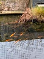 Gratis Goudwindes, Dieren en Toebehoren, Vissen | Vijvervissen, Baars of Goudwinde