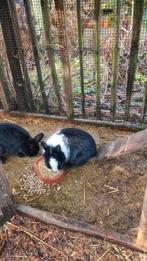 Twee konijnen, €5,-, Dieren en Toebehoren, Konijnen, Vrouwelijk, Middelgroot, 0 tot 2 jaar