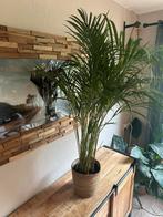 Mooie Areca Palm in Pot, Ophalen, 100 tot 150 cm, Palm, Halfschaduw