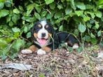 Raszuivere Berner Sennen puppy’s, Rabiës (hondsdolheid), 8 tot 15 weken, Groot, Meerdere