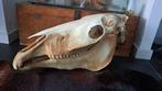 Grote schedel paard diverse opgezette dieren taxidermie, Ophalen, Schedel