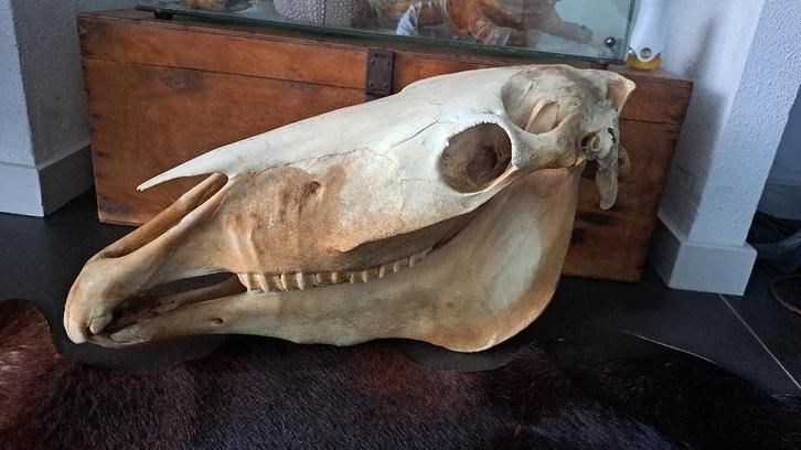 Grote schedel paard diverse opgezette dieren taxidermie, Verzamelen, Dierenverzamelingen, Schedel, Ophalen