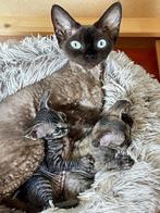 Zeer mooie devon rex kittens met uitstekende stamboom!, Dieren en Toebehoren, Meerdere dieren, Gechipt, 0 tot 2 jaar