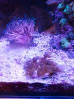 Diverse soorten Koraal coral stekje frag, Dieren en Toebehoren, Overige typen, Zoutwatervis