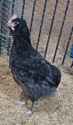 Prachtig grijs bolstaart haantje, Dieren en Toebehoren, Pluimvee, Mannelijk, Kip