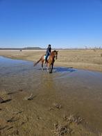 Paard te lease, Dieren en Toebehoren, Paarden en Pony's | Verzorgingsproducten, Ophalen of Verzenden