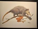 Virginiaanse opossum, Verzenden, Zo goed als nieuw, Voor 1940, Dier