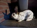 Konijn te koop, Dieren en Toebehoren, Mannelijk, Middelgroot, 0 tot 2 jaar