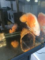 Oscar en papagaai, Dieren en Toebehoren, Vis