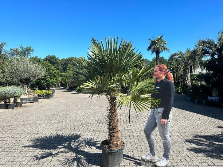 Trachycarpus fortunei palmbomen met 80 cm stamhoogte te koop, Tuin en Terras, Planten | Bomen, Palmboom, 100 tot 250 cm, Halfschaduw