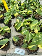 Philodendron scandens Brasil P12; 4 voor €10, Huis en Inrichting, Kamerplanten, Ophalen of Verzenden, Overige soorten, Minder dan 100 cm