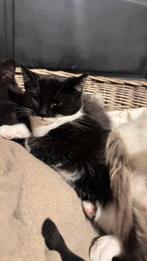 3 kittens te koop, Dieren en Toebehoren, Katten en Kittens | Overige Katten, Meerdere dieren