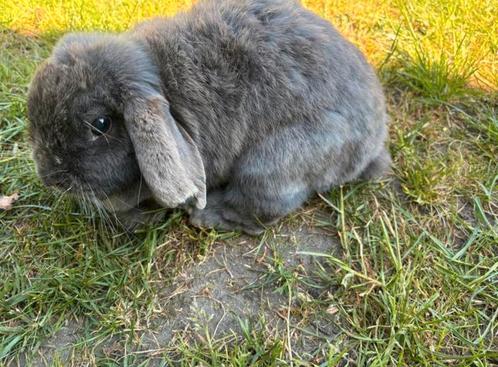 NHD Nederlandse hangoor dwergkonijn voedster, Dieren en Toebehoren, Konijnen