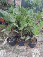 Trachycarpus wagerianus, Tuin en Terras, Ophalen, Overige soorten, Volle zon