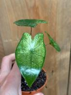 Alocasia zebrina mint albo variegata plant, Huis en Inrichting, Kamerplanten, Ophalen of Verzenden, Halfschaduw, Minder dan 100 cm