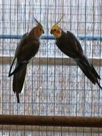 Te koop een koppel wildkleur valkparkieten, Meerdere dieren, Parkiet
