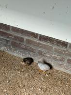 Twee koppels chinese kwartels, Dieren en Toebehoren, Vogels | Overige Vogels, Meerdere dieren