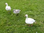 ganzen  Sneeuwganzen, Dieren en Toebehoren, Pluimvee, Meerdere dieren, Gans of Zwaan