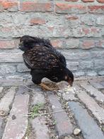 Dubbel gezoomde Barnevelders 10 weken, Dieren en Toebehoren, Pluimvee, Meerdere dieren, Kip