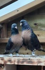 Takla duiven stelletje, Dieren en Toebehoren, Vogels | Duiven