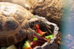 Russische schildpad (mannetje) met compleet glazen terrarium, Dieren en Toebehoren, Reptielen en Amfibieën, Schildpad, Met terrarium