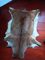 Moeflon huid XXL groot taxidermie opgezet, Ophalen of Verzenden, Zo goed als nieuw, Opgezet dier